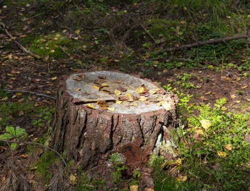 Tree Stump Removal: Restoring Beauty to Your Outdoor Space