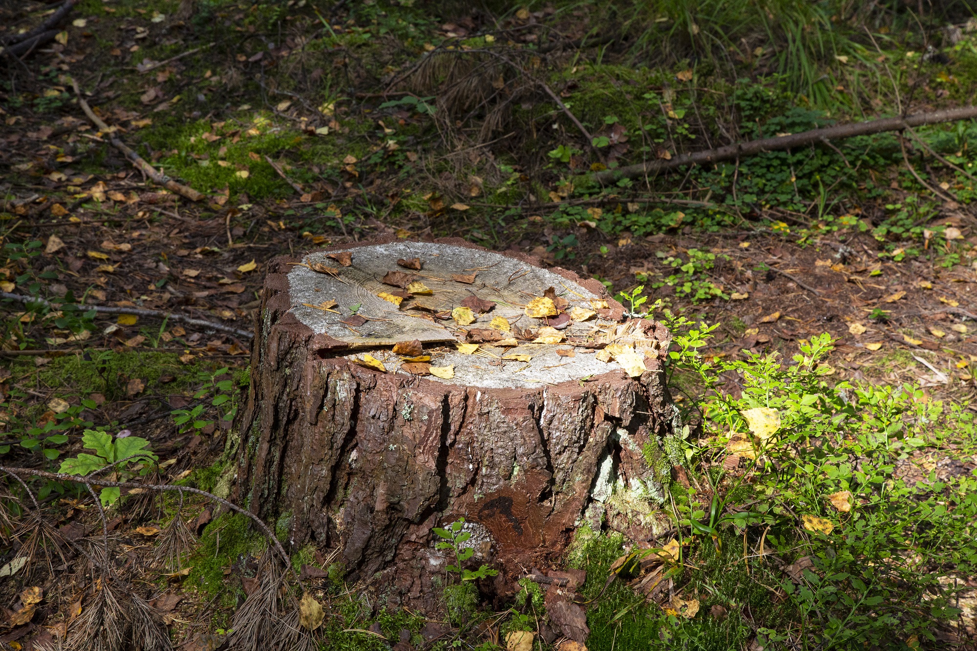 A close up photo of a tree stump