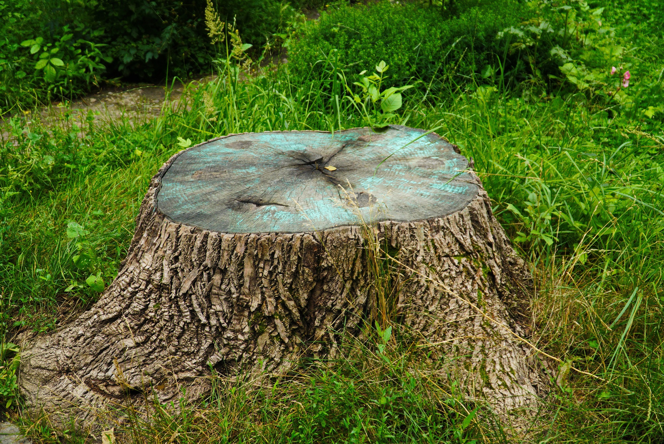 A close up photo of a tree stump