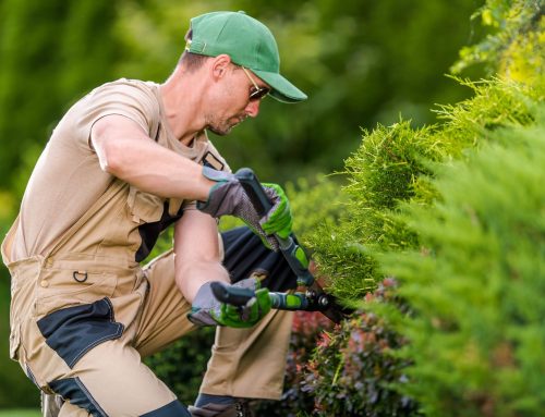 Tree Trimming Timing: When Should You Trim Your Trees?