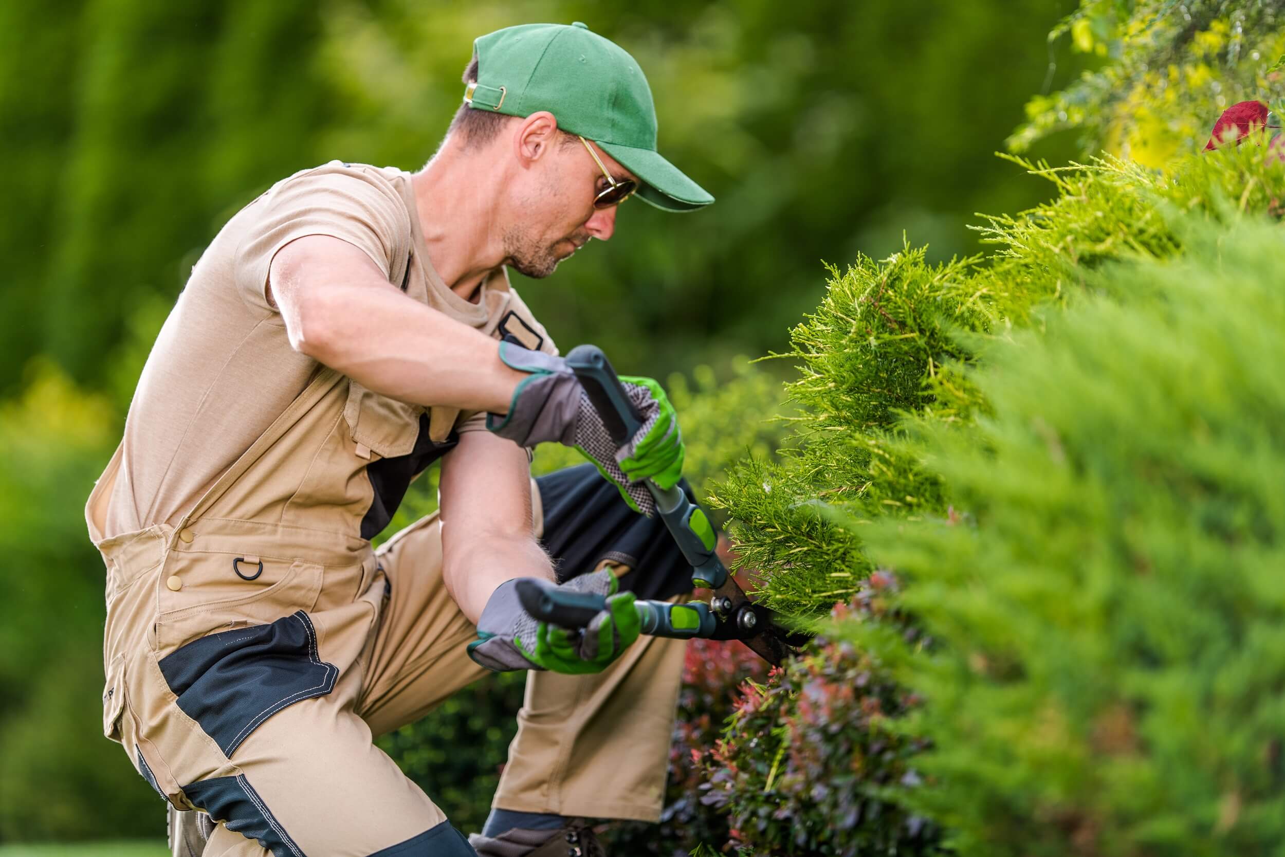 A photo of a person trimming a tree with professional equipment