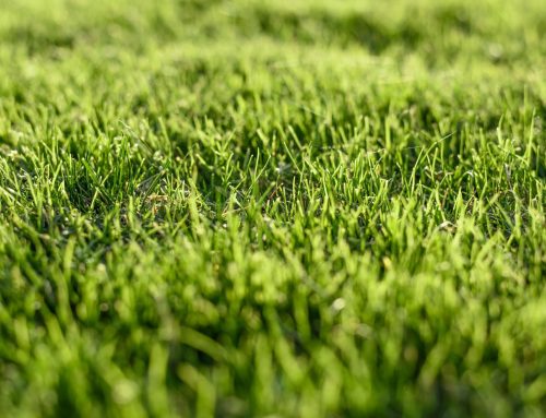 Seed to Sod: Understanding Your Grass Growth Journey