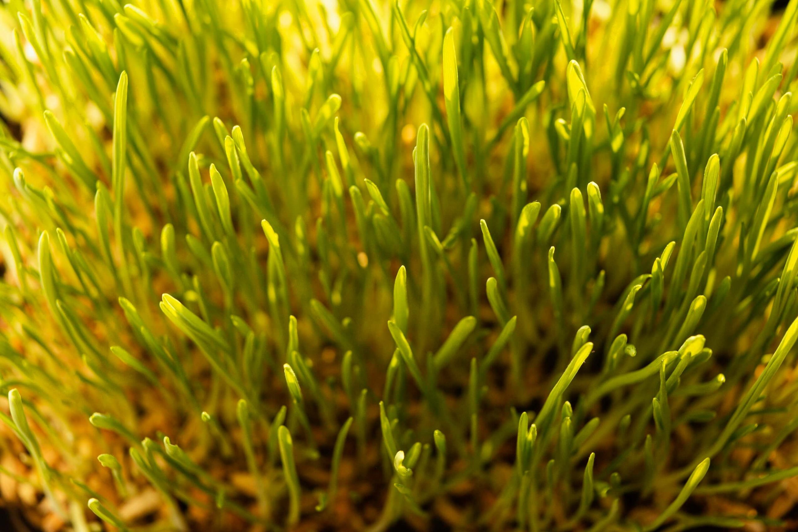 Close up of green grass seeds