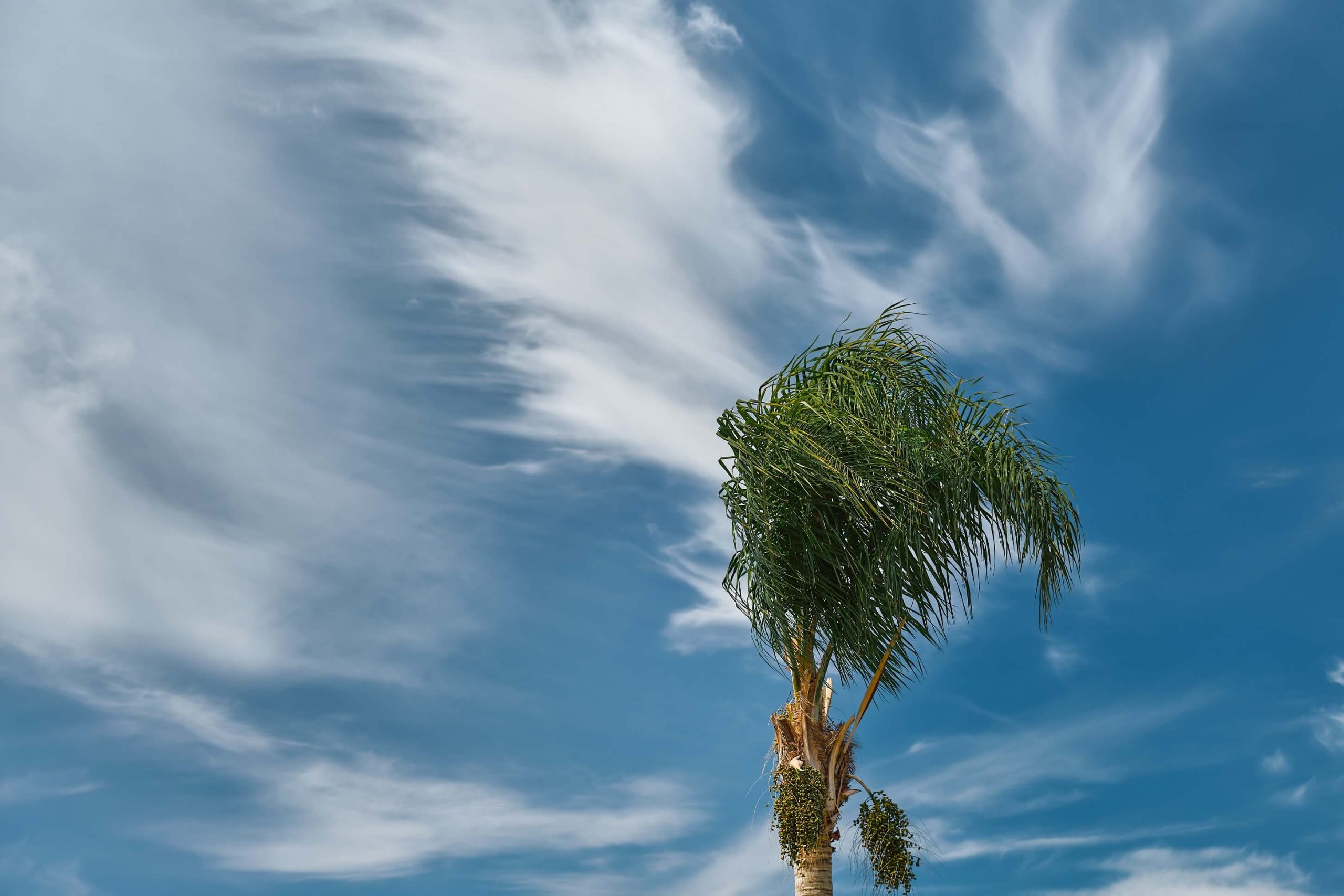 A photo of a palm tree in the storm wind