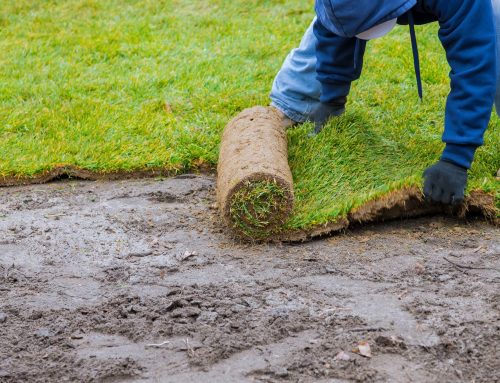 Laying Sod Over Existing Grass: Should You?