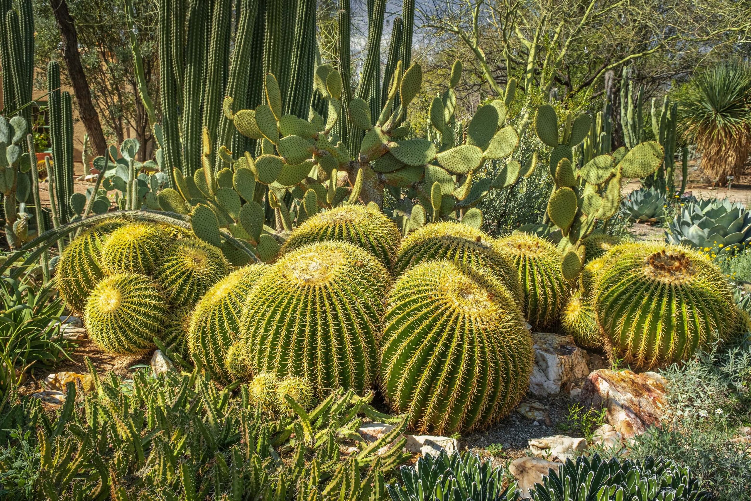 A photo of a house landscape consisting of dry wheather resistent plants