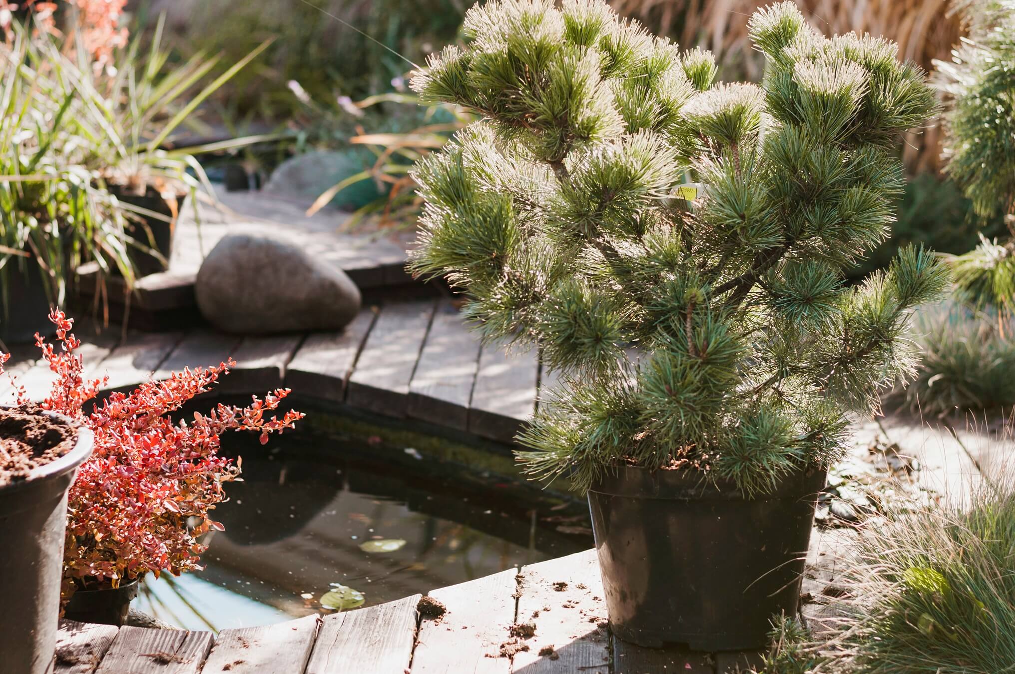 A photo of a house landscape consisting of dry wheather resistent plants