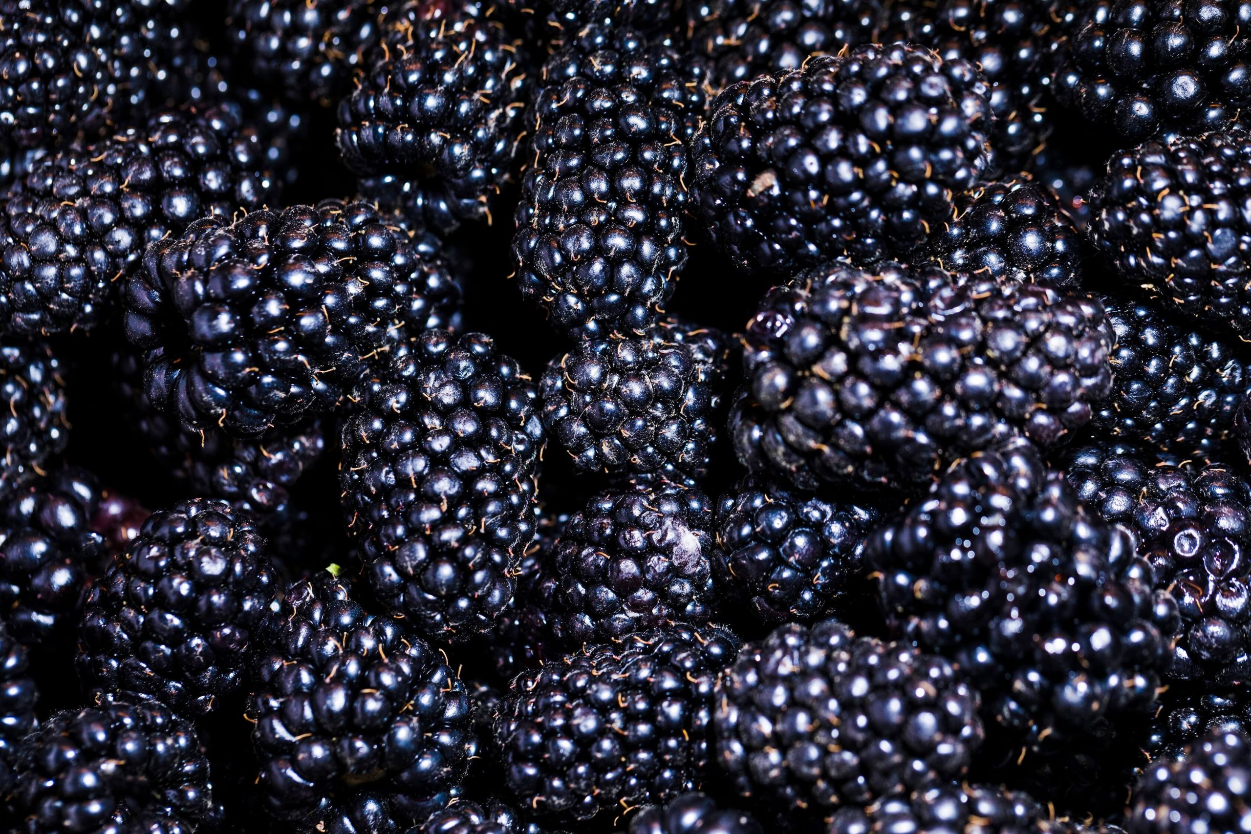 A closeup of a group of mulberries