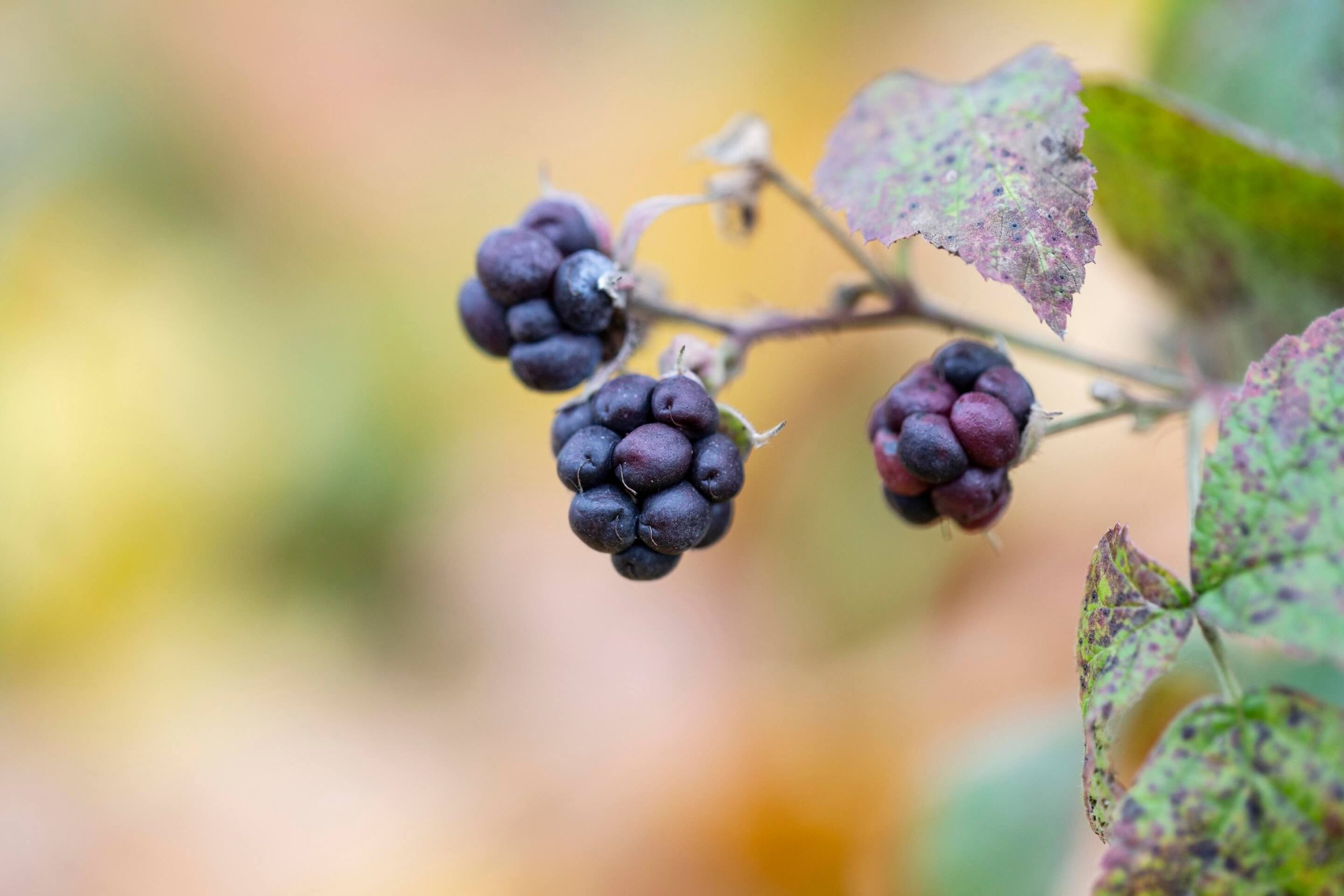 A closeup of a mulberry tree branch