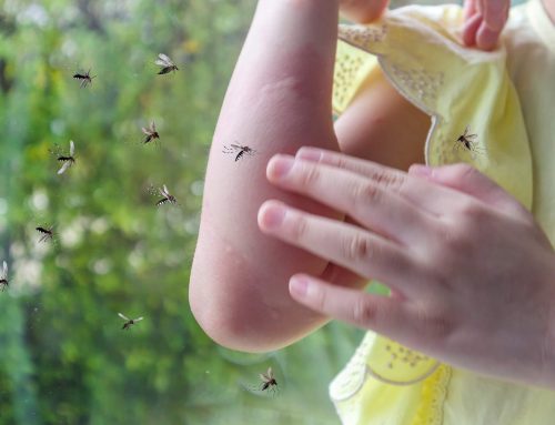 Homemade Mosquito Repellent: DIY Solutions for Your Yard