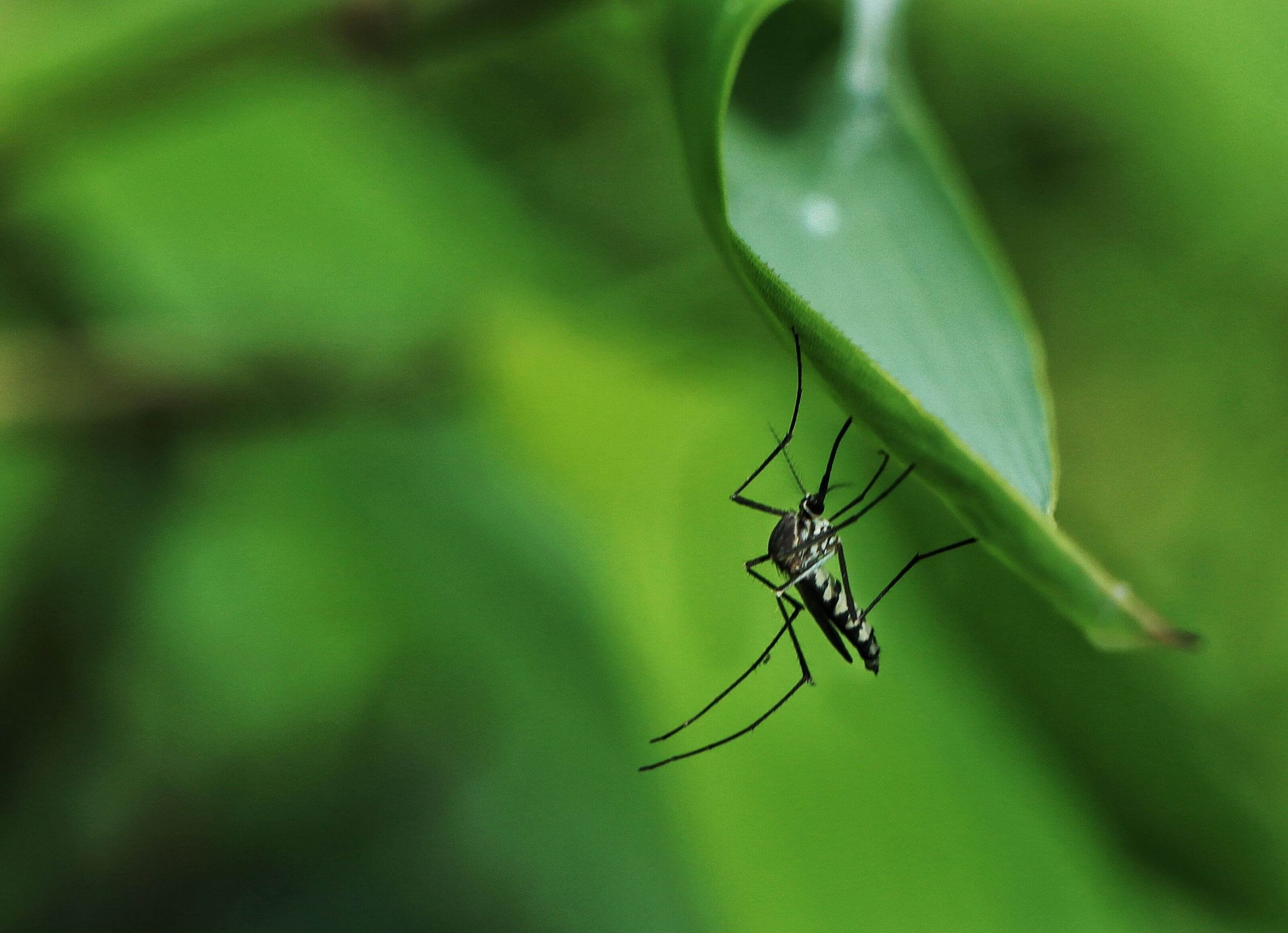 A close-up of a mosquito on a garden leaf