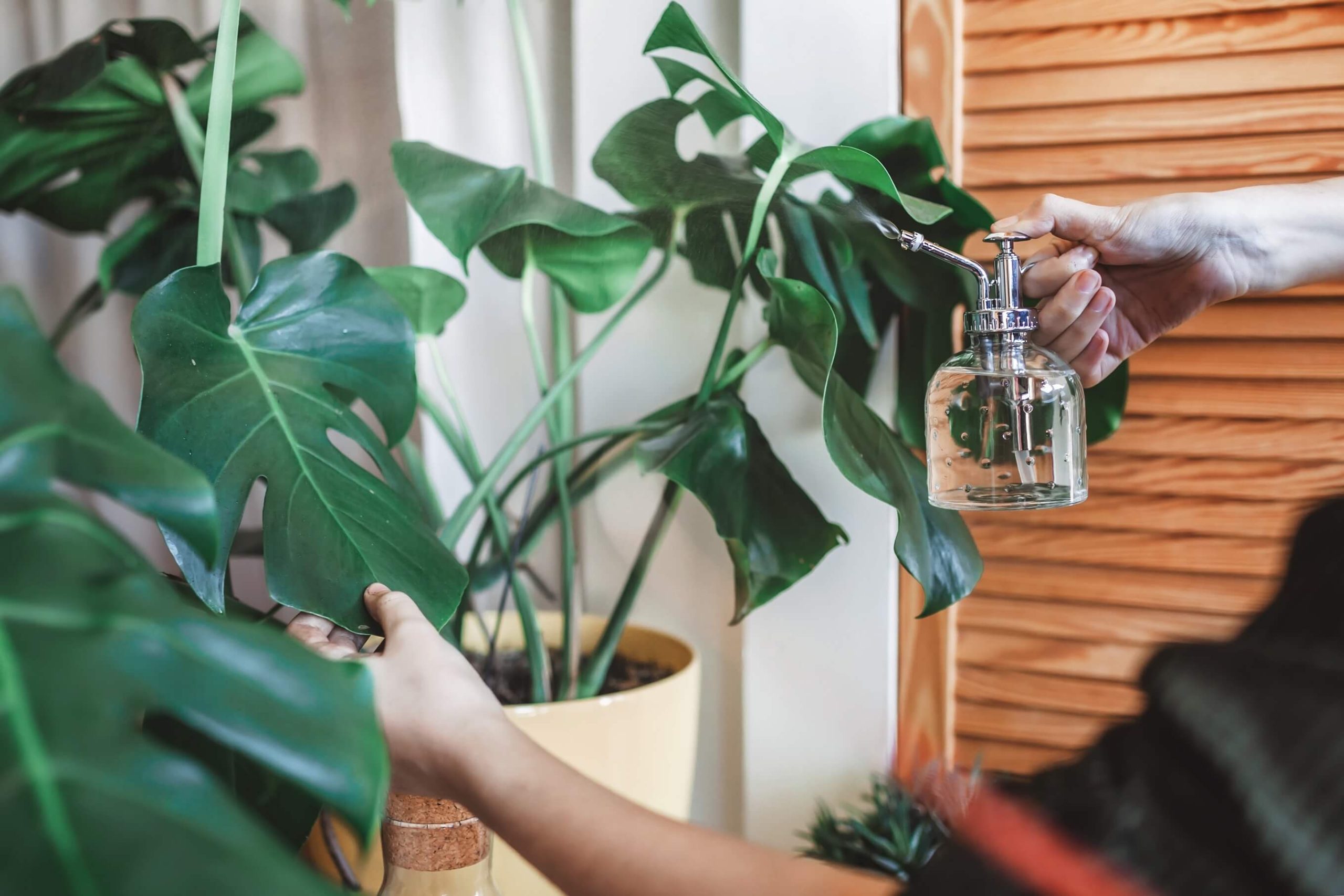 A close-up of a person watering their plants