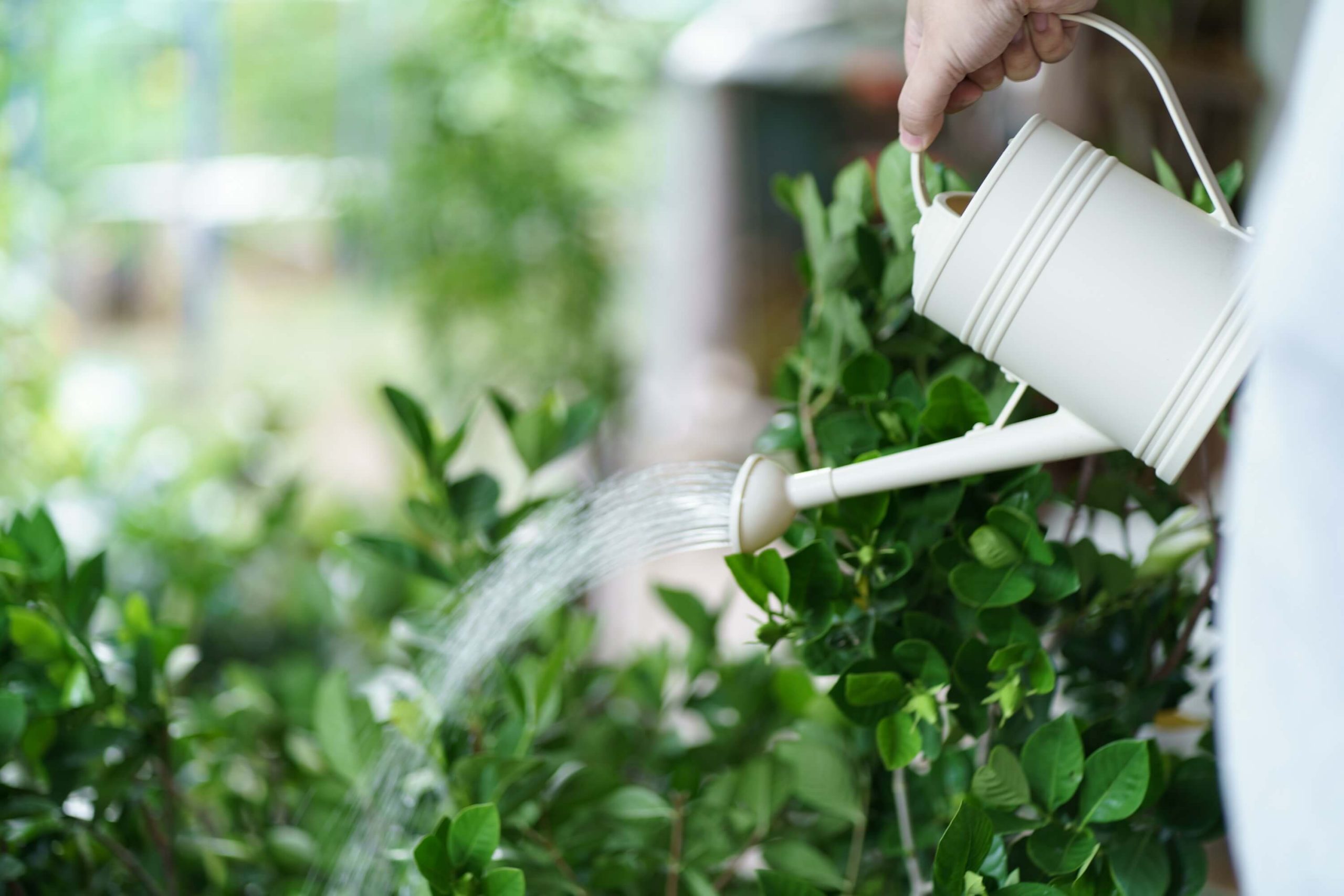 A close-up of a person watering their plants