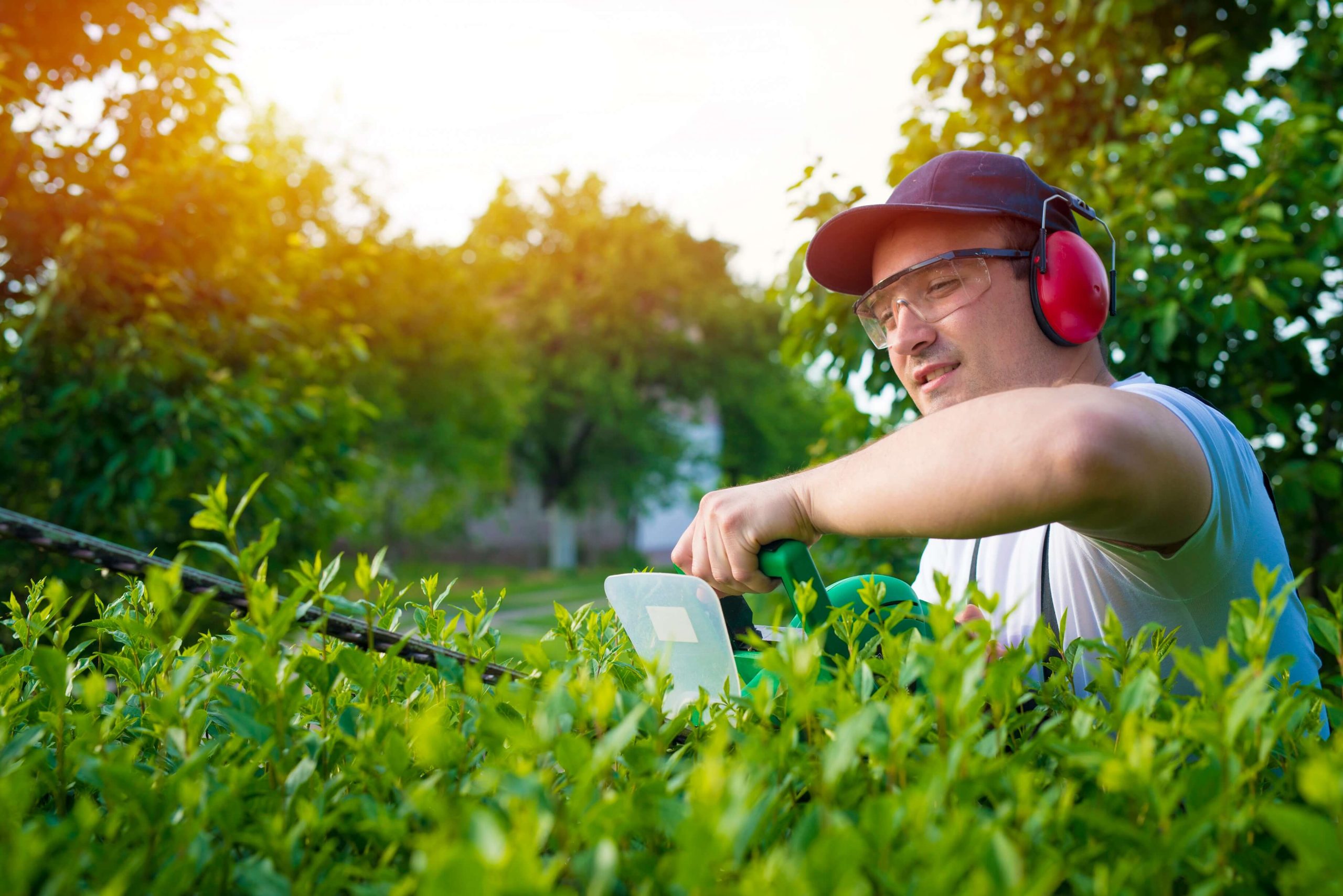 A close-up of a professional gardener trimming a tree