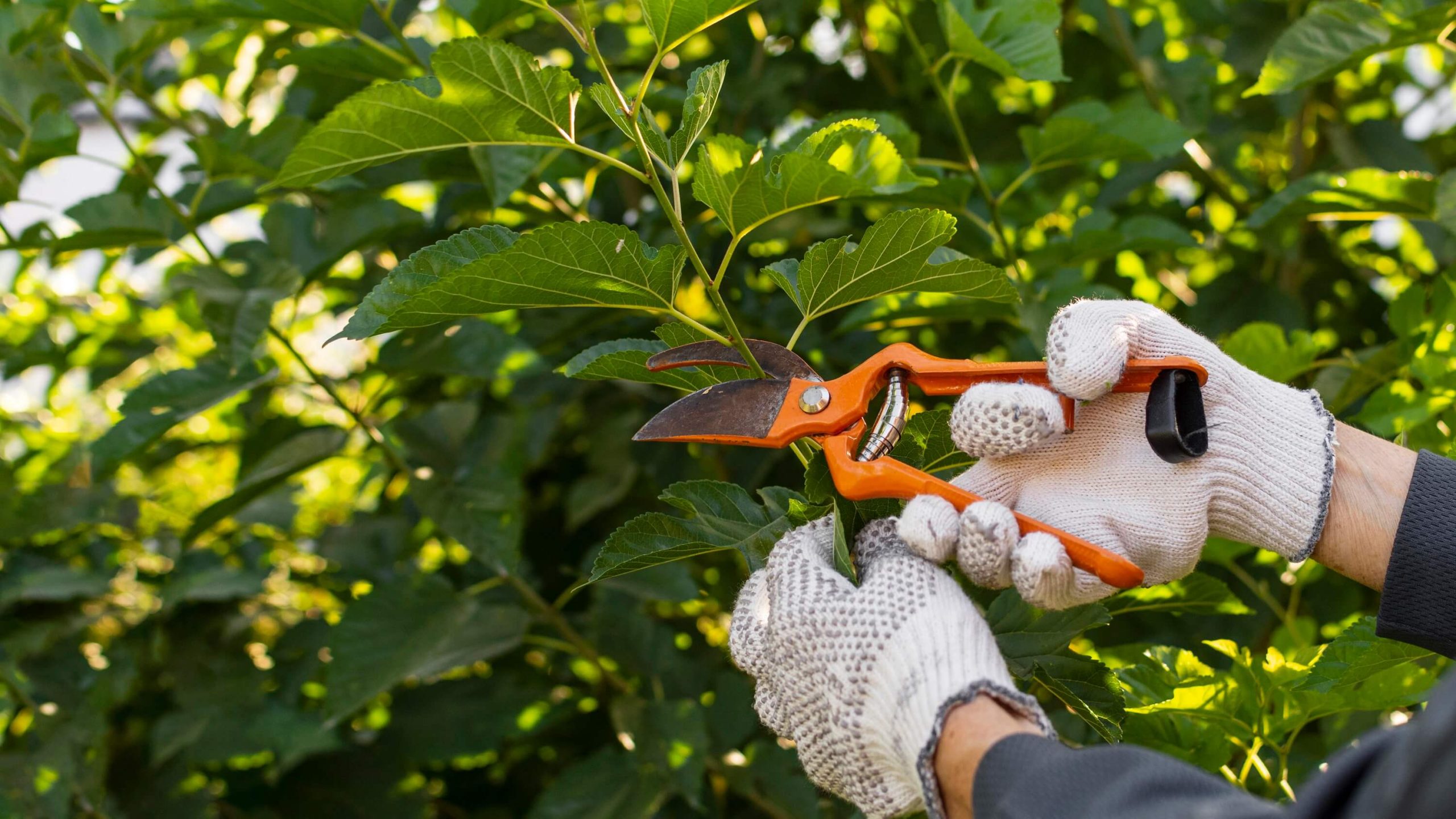 A close-up of a professional gardener trimming a tree