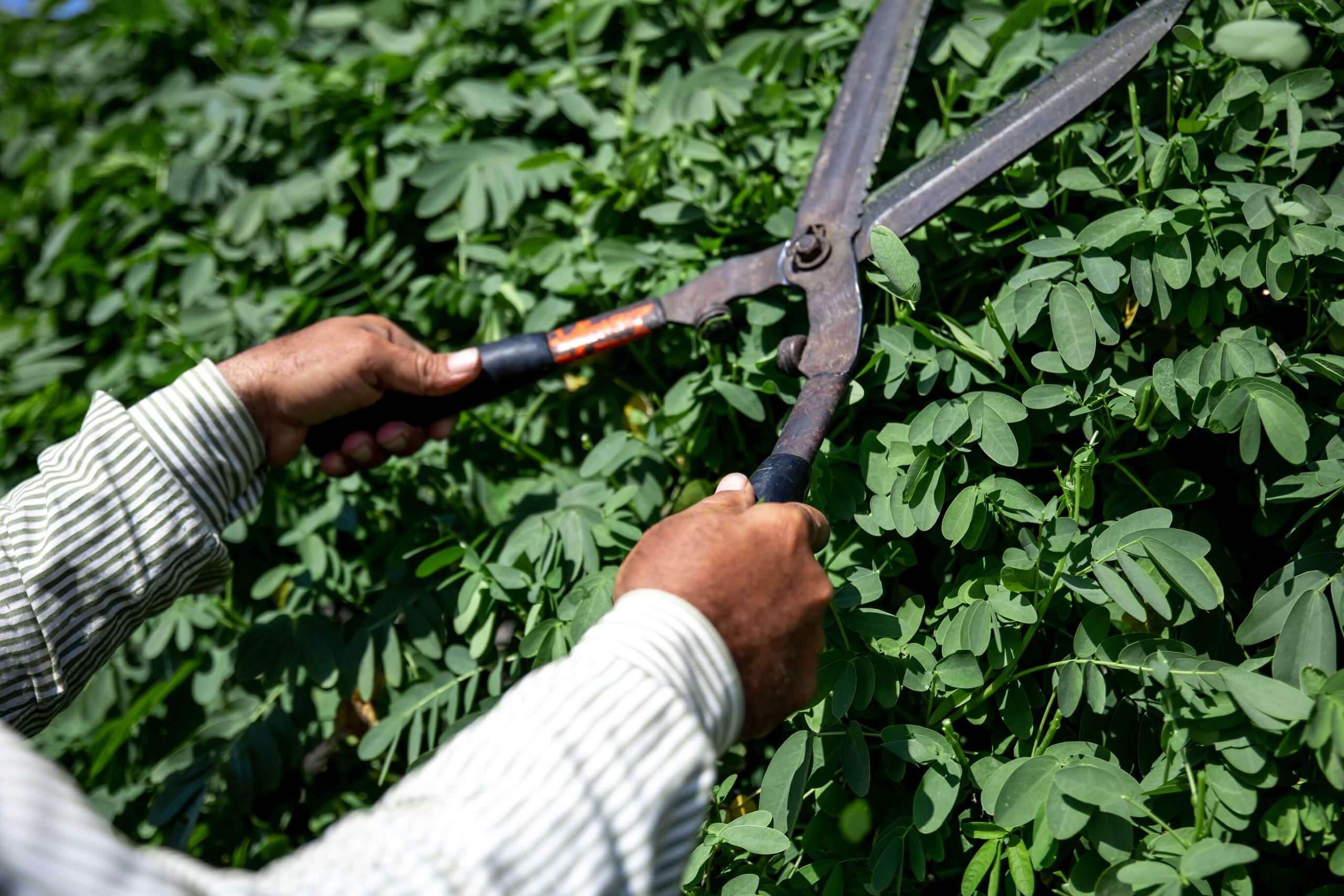 A close-up of a professional gardener trimming a tree