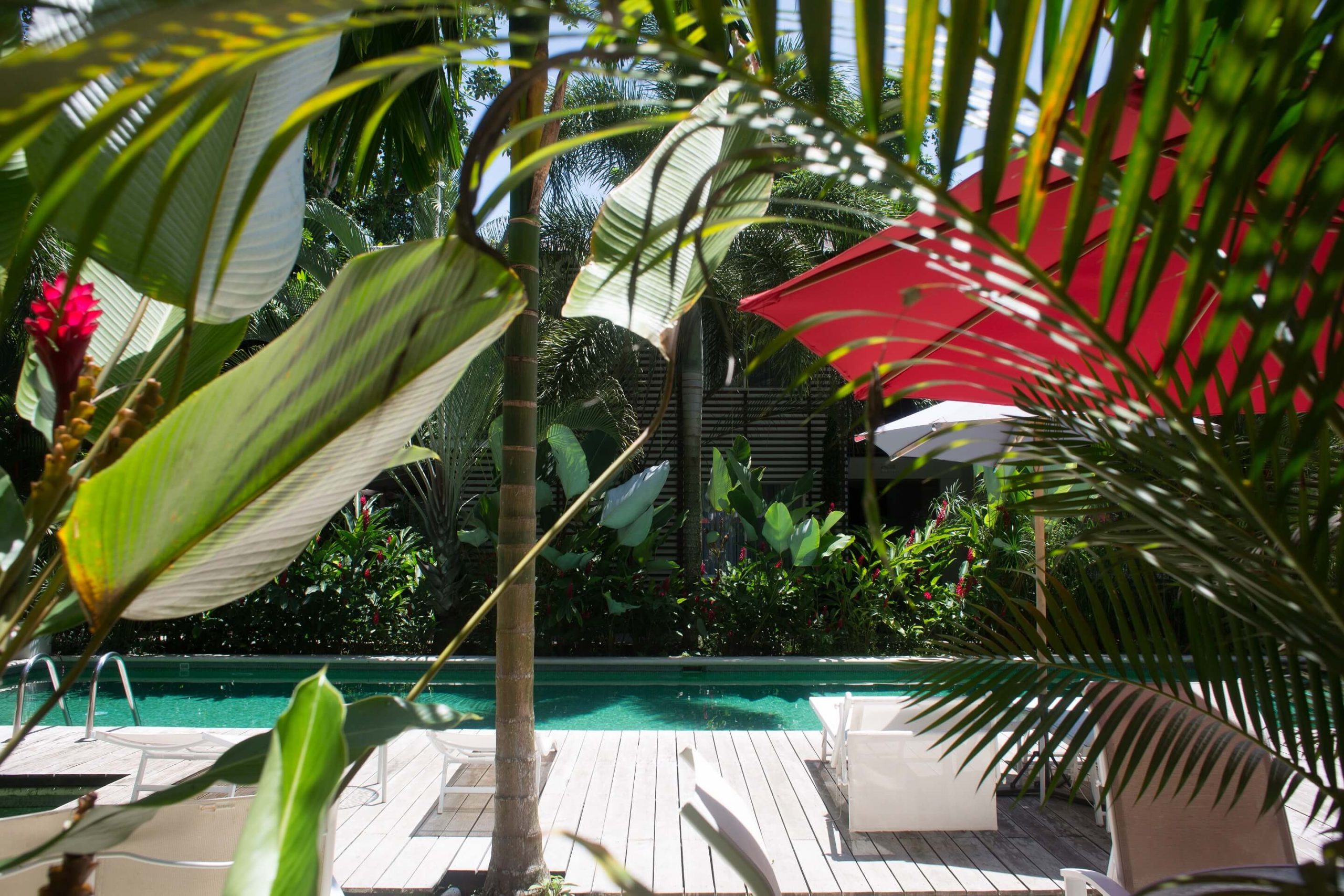 A photo of a tropical garden