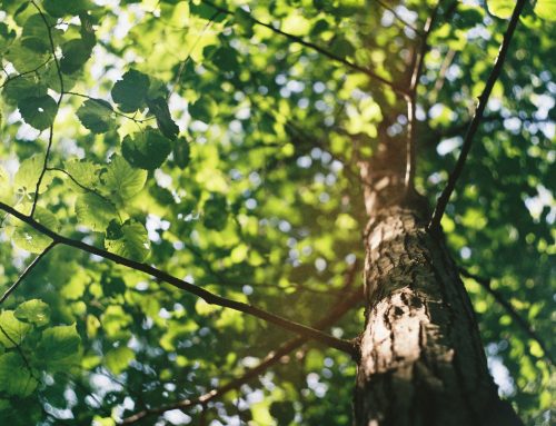 Unlocking the Potential: How Selective Pruning Enhances Young Trees