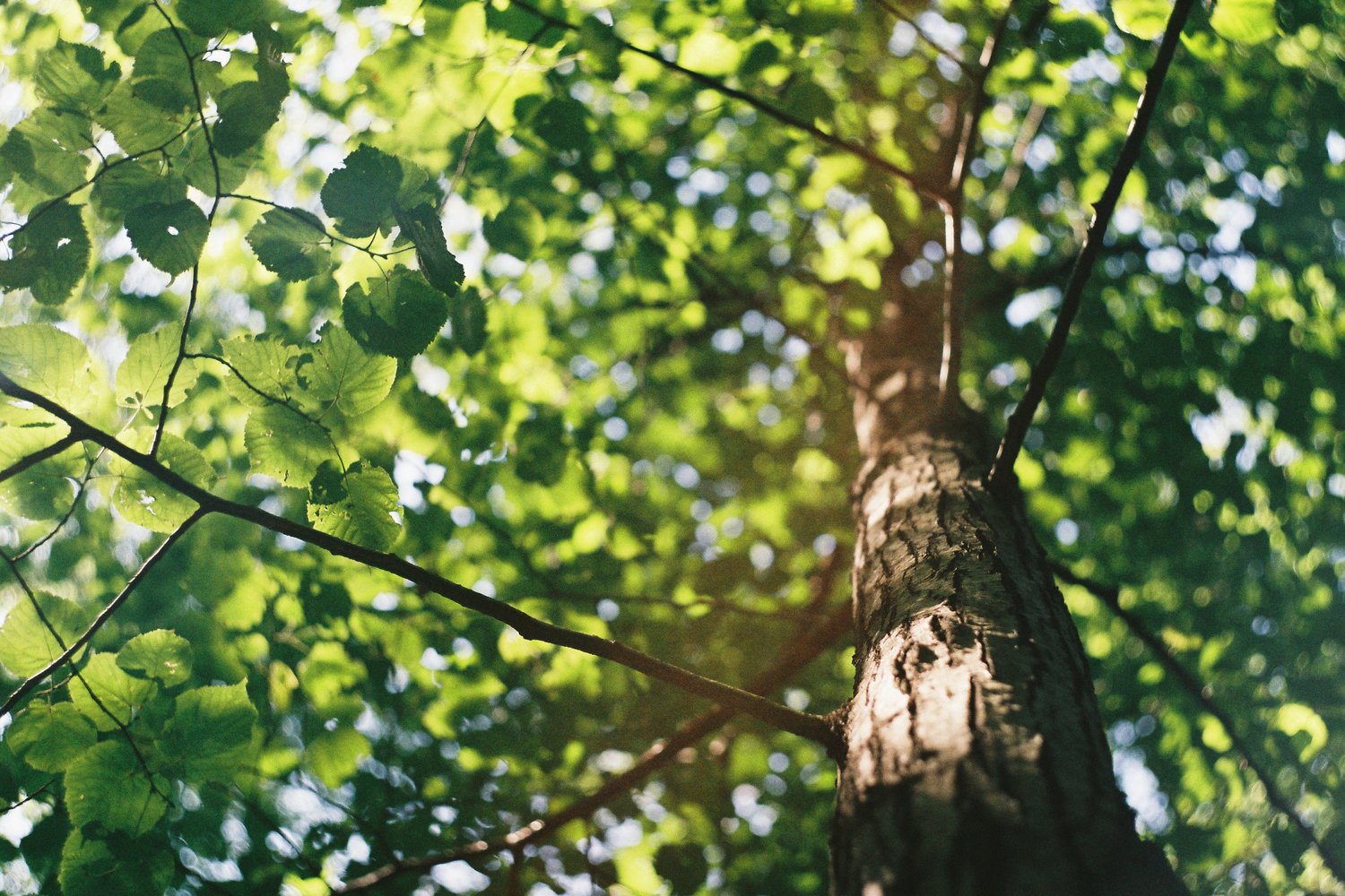 selective pruning