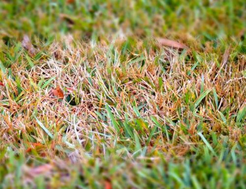 Fall Lawn Diseases to Watch Out For in South Florida