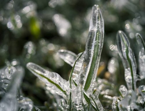 Winter Irrigation Needs for Your Commercial Landscape: Why Smart Irrigation is the Answer