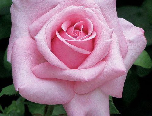 The Beauty and Benefits of Roses in South Florida Landscapes