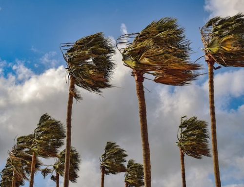Storm Season Prep: How to Hurricane-Harden Your Commercial Landscape