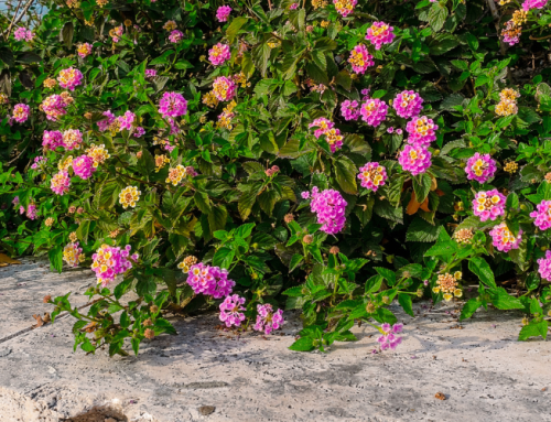 Heat-Proof Your Property: Summer Landscaping Strategies for South Florida Businesses