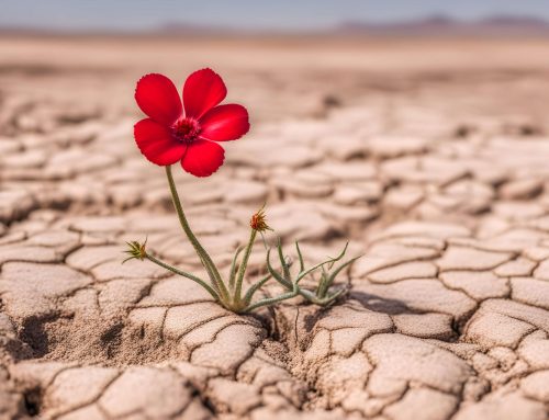 Drought-Resistant Landscaping Ideas for a Thriving South  Florida Yard