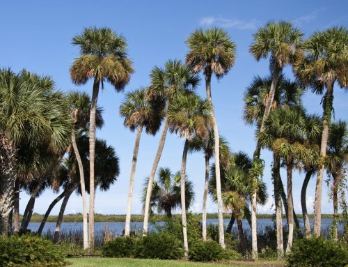 Palm Tree Pruning Done Right: Essential Tips for a Healthier Florida Landscape