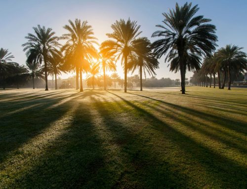 Beating the Heat: Summer Landscaping Tips for South Florida Commercial Properties