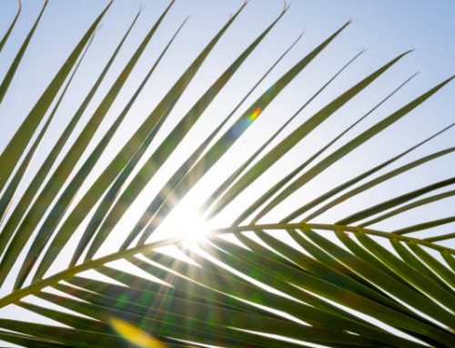 Surviving the Summer: How to Protect Your Commercial Landscape During South Florida’s Peak Heat
