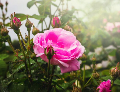 Roses in February. Timeless Beauty and Purpose in South Florida Landscapes