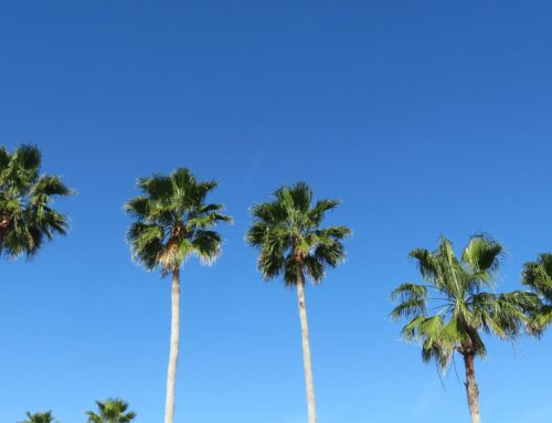 February Landscape Strategy: Preparing for Growth, Color, and a Successful Spring