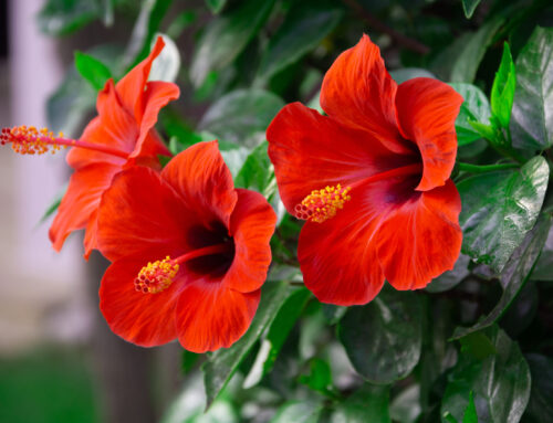 Spring Color and Curb Appeal. Seasonal Color Installation in South Florida Landscapes