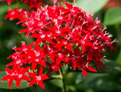 Spring Color Installations. Elevating Curb Appeal Across Commercial Properties